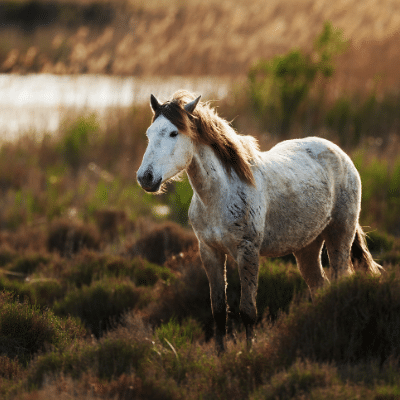 Provence alpes cote d'azur camargue