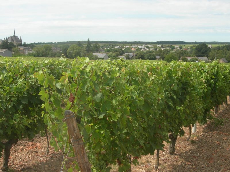 Balade commentée dans le vignoble « La Vigne de Château » et dégustation