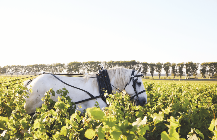 découvrir la Bourgogne