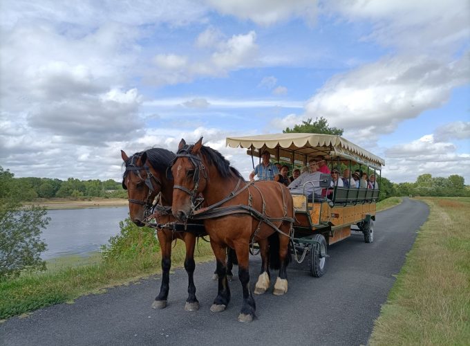 Vivez une activité insolite en explorant les environs de Villandry en calèche, tout en dégustant des produits locaux avec Terre et Trésors de Touraine.